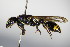  ( - BC ZSM HYM 15264)  @11 [ ] CreativeCommons - Attribution Non-Commercial Share-Alike (2015) Unspecified SNSB, Zoologische Staatssammlung Muenchen