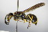  ( - BC ZSM HYM 15265)  @14 [ ] CreativeCommons - Attribution Non-Commercial Share-Alike (2015) Unspecified SNSB, Zoologische Staatssammlung Muenchen