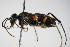  ( - BC ZSM HYM 15281)  @12 [ ] CreativeCommons - Attribution Non-Commercial Share-Alike (2015) Unspecified SNSB, Zoologische Staatssammlung Muenchen