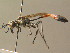 ( - BC ZSM HYM 15297)  @14 [ ] CreativeCommons - Attribution Non-Commercial Share-Alike (2015) Unspecified SNSB, Zoologische Staatssammlung Muenchen