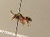  ( - BC ZSM HYM 15347)  @13 [ ] CreativeCommons - Attribution Non-Commercial Share-Alike (2015) Unspecified SNSB, Zoologische Staatssammlung Muenchen