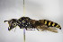  ( - BC ZSM HYM 15496)  @11 [ ] CreativeCommons - Attribution Non-Commercial Share-Alike (2015) Unspecified SNSB, Zoologische Staatssammlung Muenchen