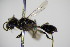  ( - BC ZSM HYM 15499)  @11 [ ] CreativeCommons - Attribution Non-Commercial Share-Alike (2015) Unspecified SNSB, Zoologische Staatssammlung Muenchen