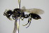  ( - BC ZSM HYM 15500)  @11 [ ] CreativeCommons - Attribution Non-Commercial Share-Alike (2015) Unspecified SNSB, Zoologische Staatssammlung Muenchen