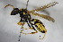  ( - BC ZSM HYM 15517)  @13 [ ] CreativeCommons - Attribution Non-Commercial Share-Alike (2015) Unspecified SNSB, Zoologische Staatssammlung Muenchen