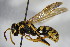  ( - BC ZSM HYM 15519)  @14 [ ] CreativeCommons - Attribution Non-Commercial Share-Alike (2015) Unspecified SNSB, Zoologische Staatssammlung Muenchen
