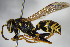  ( - BC ZSM HYM 15520)  @14 [ ] CreativeCommons - Attribution Non-Commercial Share-Alike (2015) Unspecified SNSB, Zoologische Staatssammlung Muenchen
