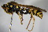  (Polistes associus - BC ZSM HYM 15524)  @14 [ ] CreativeCommons - Attribution Non-Commercial Share-Alike (2015) Unspecified SNSB, Zoologische Staatssammlung Muenchen