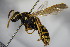  ( - BC ZSM HYM 15525)  @13 [ ] CreativeCommons - Attribution Non-Commercial Share-Alike (2015) Unspecified SNSB, Zoologische Staatssammlung Muenchen