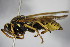  (Polistes austroccidentalis - BC ZSM HYM 15527)  @14 [ ] CreativeCommons - Attribution Non-Commercial Share-Alike (2015) Unspecified SNSB, Zoologische Staatssammlung Muenchen