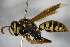  (Polistes semenowi - BC ZSM HYM 15529)  @14 [ ] CreativeCommons - Attribution Non-Commercial Share-Alike (2015) Unspecified SNSB, Zoologische Staatssammlung Muenchen