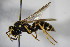  ( - BC ZSM HYM 15562)  @13 [ ] CreativeCommons - Attribution Non-Commercial Share-Alike (2015) Unspecified SNSB, Zoologische Staatssammlung Muenchen