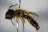  ( - BC ZSM HYM 15566)  @11 [ ] CreativeCommons - Attribution Non-Commercial Share-Alike (2015) Unspecified SNSB, Zoologische Staatssammlung Muenchen