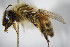  ( - BC ZSM HYM 15567)  @11 [ ] CreativeCommons - Attribution Non-Commercial Share-Alike (2015) Unspecified SNSB, Zoologische Staatssammlung Muenchen
