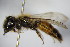  ( - BC ZSM HYM 15570)  @11 [ ] CreativeCommons - Attribution Non-Commercial Share-Alike (2015) Unspecified SNSB, Zoologische Staatssammlung Muenchen