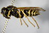  ( - BC ZSM HYM 15576)  @12 [ ] CreativeCommons - Attribution Non-Commercial Share-Alike (2015) Unspecified SNSB, Zoologische Staatssammlung Muenchen