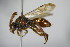 ( - BC ZSM HYM 15578)  @13 [ ] CreativeCommons - Attribution Non-Commercial Share-Alike (2015) Unspecified SNSB, Zoologische Staatssammlung Muenchen