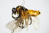  ( - BC ZSM HYM 16721)  @12 [ ] CreativeCommons - Attribution Non-Commercial Share-Alike (2015) Unspecified SNSB, Zoologische Staatssammlung Muenchen