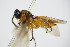  ( - BC ZSM HYM 16722)  @13 [ ] CreativeCommons - Attribution Non-Commercial Share-Alike (2015) Unspecified SNSB, Zoologische Staatssammlung Muenchen
