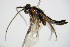  ( - BC ZSM HYM 16729)  @12 [ ] CreativeCommons - Attribution Non-Commercial Share-Alike (2015) Unspecified SNSB, Zoologische Staatssammlung Muenchen