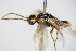  ( - BC ZSM HYM 16739)  @12 [ ] CreativeCommons - Attribution Non-Commercial Share-Alike (2015) Unspecified SNSB, Zoologische Staatssammlung Muenchen