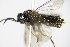  ( - BC ZSM HYM 16797)  @13 [ ] CreativeCommons - Attribution Non-Commercial Share-Alike (2015) Unspecified SNSB, Zoologische Staatssammlung Muenchen