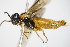  ( - BC ZSM HYM 16809)  @13 [ ] CreativeCommons - Attribution Non-Commercial Share-Alike (2015) Unspecified SNSB, Zoologische Staatssammlung Muenchen