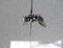 ( - BC ZSM HYM 16941)  @13 [ ] CreativeCommons - Attribution Non-Commercial Share-Alike (2015) Unspecified SNSB, Zoologische Staatssammlung Muenchen