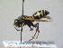  ( - BC ZSM HYM 16995)  @13 [ ] CreativeCommons - Attribution Non-Commercial Share-Alike (2015) Unspecified SNSB, Zoologische Staatssammlung Muenchen