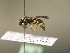 ( - BC ZSM HYM 17198)  @12 [ ] CreativeCommons - Attribution Non-Commercial Share-Alike (2015) Unspecified SNSB, Zoologische Staatssammlung Muenchen