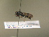  ( - BC ZSM HYM 17199)  @12 [ ] CreativeCommons - Attribution Non-Commercial Share-Alike (2015) Unspecified SNSB, Zoologische Staatssammlung Muenchen