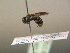  ( - BC ZSM HYM 17200)  @13 [ ] CreativeCommons - Attribution Non-Commercial Share-Alike (2015) Unspecified SNSB, Zoologische Staatssammlung Muenchen