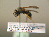 ( - BC ZSM HYM 17205)  @12 [ ] CreativeCommons - Attribution Non-Commercial Share-Alike (2015) Unspecified SNSB, Zoologische Staatssammlung Muenchen