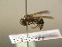  ( - BC ZSM HYM 17206)  @12 [ ] CreativeCommons - Attribution Non-Commercial Share-Alike (2015) Unspecified SNSB, Zoologische Staatssammlung Muenchen