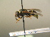  ( - BC ZSM HYM 17207)  @12 [ ] CreativeCommons - Attribution Non-Commercial Share-Alike (2015) Unspecified SNSB, Zoologische Staatssammlung Muenchen
