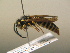  ( - BC ZSM HYM 17209)  @12 [ ] CreativeCommons - Attribution Non-Commercial Share-Alike (2015) Unspecified SNSB, Zoologische Staatssammlung Muenchen