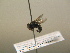  ( - BC ZSM HYM 17218)  @12 [ ] CreativeCommons - Attribution Non-Commercial Share-Alike (2015) Unspecified SNSB, Zoologische Staatssammlung Muenchen