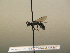  ( - BC ZSM HYM 17228)  @12 [ ] CreativeCommons - Attribution Non-Commercial Share-Alike (2015) Unspecified SNSB, Zoologische Staatssammlung Muenchen