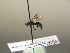  ( - BC ZSM HYM 17233)  @12 [ ] CreativeCommons - Attribution Non-Commercial Share-Alike (2015) Unspecified SNSB, Zoologische Staatssammlung Muenchen
