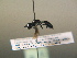  ( - BC ZSM HYM 17234)  @13 [ ] CreativeCommons - Attribution Non-Commercial Share-Alike (2015) Unspecified SNSB, Zoologische Staatssammlung Muenchen