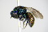  (Holopyga generosa - BC ZSM HYM 17297)  @14 [ ] CreativeCommons - Attribution Non-Commercial Share-Alike (2015) Unspecified SNSB, Zoologische Staatssammlung Muenchen