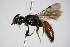  ( - BC ZSM HYM 17307)  @11 [ ] CreativeCommons - Attribution Non-Commercial Share-Alike (2015) Unspecified SNSB, Zoologische Staatssammlung Muenchen