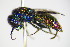  ( - BC ZSM HYM 17327)  @13 [ ] CreativeCommons - Attribution Non-Commercial Share-Alike (2015) Unspecified SNSB, Zoologische Staatssammlung Muenchen