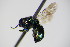 ( - BC ZSM HYM 17359)  @13 [ ] CreativeCommons - Attribution Non-Commercial Share-Alike (2015) Unspecified SNSB, Zoologische Staatssammlung Muenchen