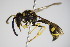  ( - BC ZSM HYM 17361)  @11 [ ] CreativeCommons - Attribution Non-Commercial Share-Alike (2015) Unspecified SNSB, Zoologische Staatssammlung Muenchen