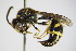  ( - BC ZSM HYM 17364)  @11 [ ] CreativeCommons - Attribution Non-Commercial Share-Alike (2015) Unspecified SNSB, Zoologische Staatssammlung Muenchen