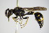  (Eumenes coronatus - BC ZSM HYM 17366)  @15 [ ] CreativeCommons - Attribution Non-Commercial Share-Alike (2015) Unspecified SNSB, Zoologische Staatssammlung Muenchen