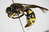 ( - BC ZSM HYM 17375)  @13 [ ] CreativeCommons - Attribution Non-Commercial Share-Alike (2015) Unspecified SNSB, Zoologische Staatssammlung Muenchen