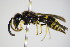  ( - BC ZSM HYM 17376)  @13 [ ] CreativeCommons - Attribution Non-Commercial Share-Alike (2015) Unspecified SNSB, Zoologische Staatssammlung Muenchen