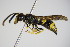  ( - BC ZSM HYM 17377)  @13 [ ] CreativeCommons - Attribution Non-Commercial Share-Alike (2015) Unspecified SNSB, Zoologische Staatssammlung Muenchen